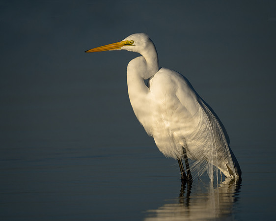 Great Egret