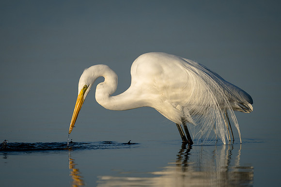 Great Egret
