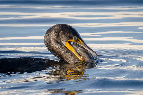 Double-crested Cormorant