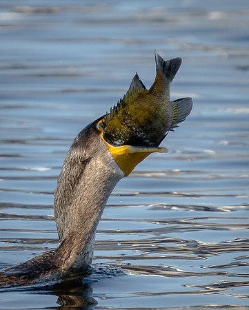 Double-crested Cormorant with a very large fish!