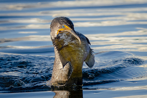 Double-crested Cormorant