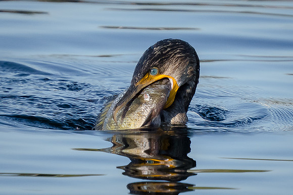 Double-crested Cormorant