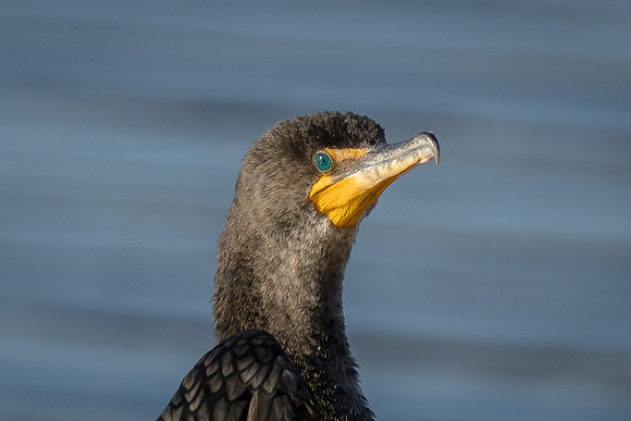 Double-crested Cormorant