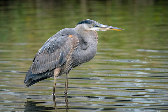 Great Blue Heron