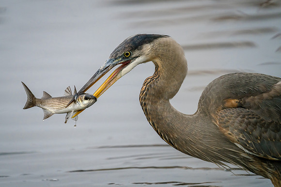 Great Blue Heron