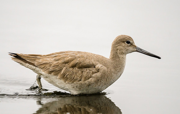 Willet