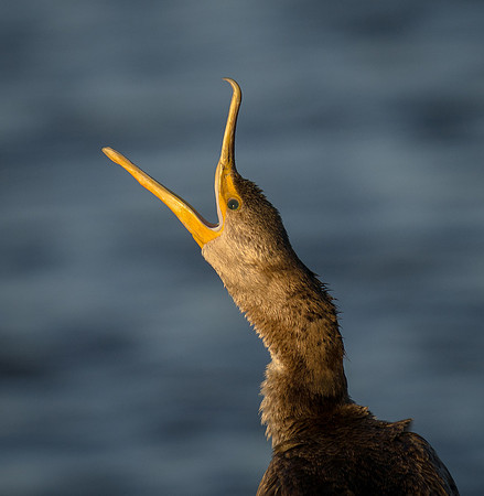 Double-crested Cormorant