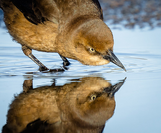 Grackle drinking