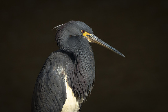 Tricolored Heron