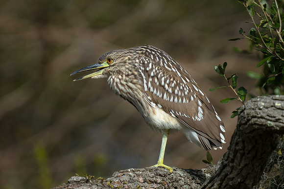 Juvenile Black-crowned Night Heron