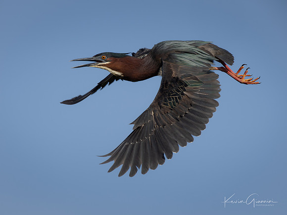 Green Heron
