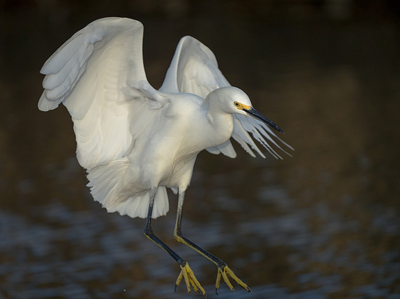 Snowy Egret