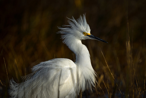 Snowy Egret