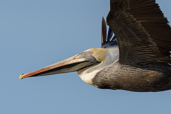 Brown Pelican