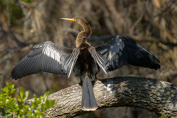 Anhinga