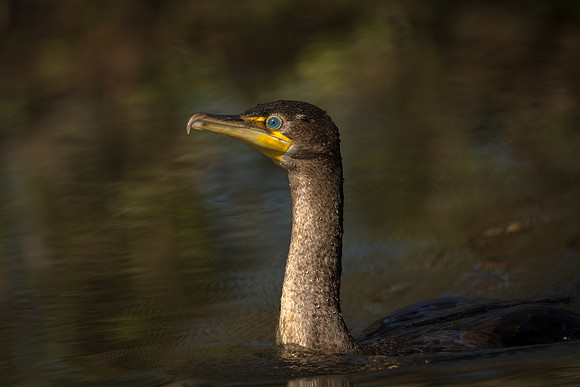 Double-crested Cormorant