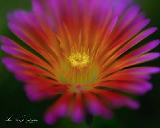 Ice Plant