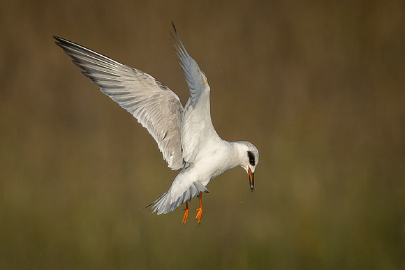 Forster's Tern