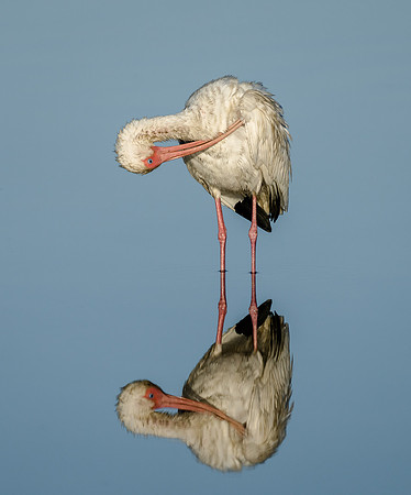White Ibis