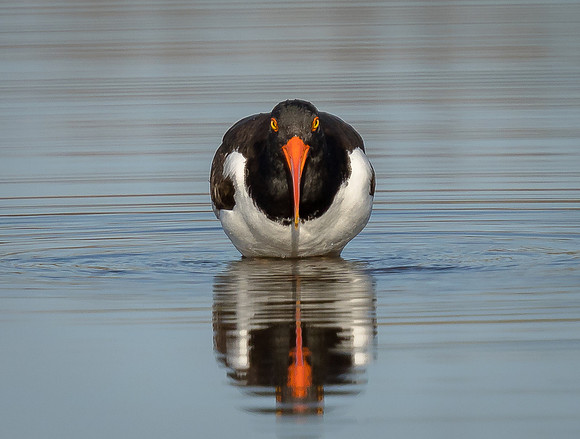 Oystercatcher