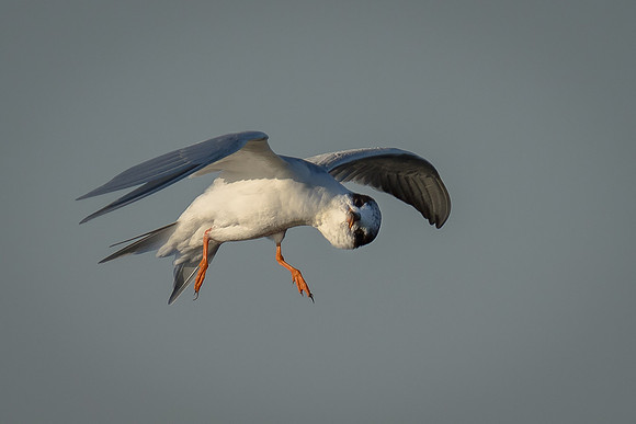 Forster's Tern
