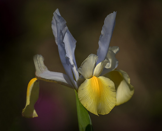 Iris