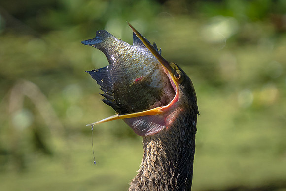 Anhinga with a BIG fish