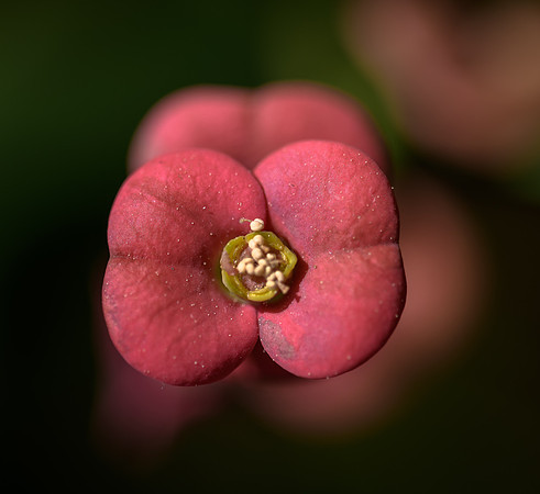 Crown of Thorns