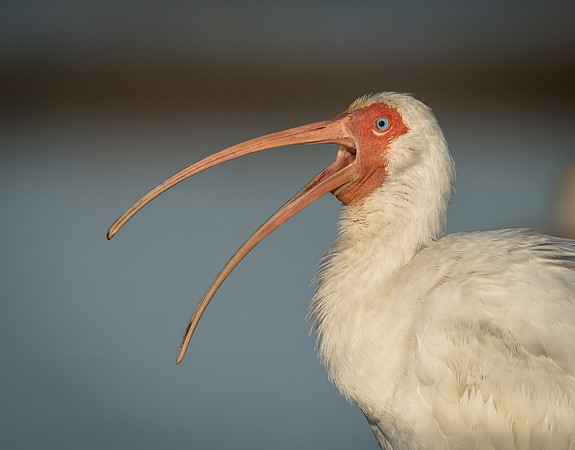 White Ibis