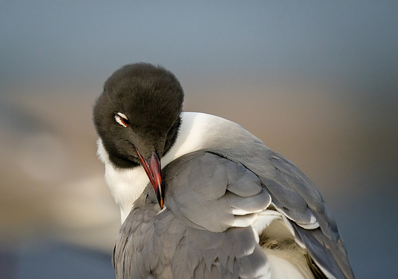 Laughing Gull