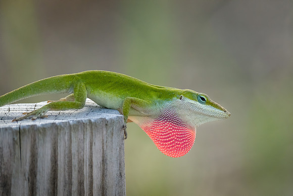 Carolina Anole