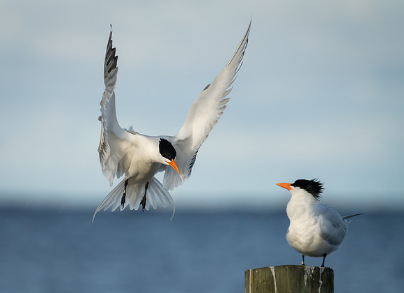 Royal Terns