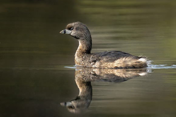 Pied-billed Grebe