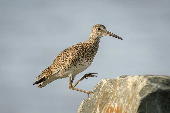 Willet