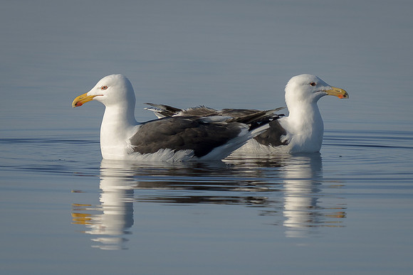Great Black-backed Gulls