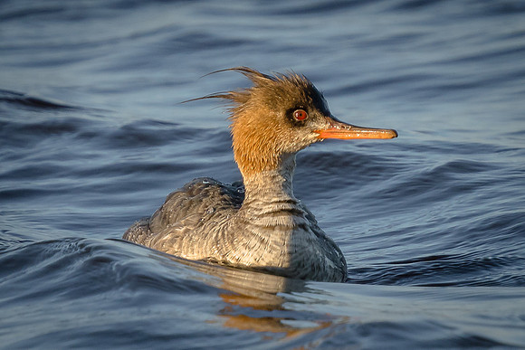 Red-breasted Merganser