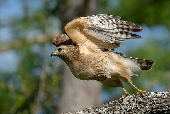 Red shouldered Hawk
