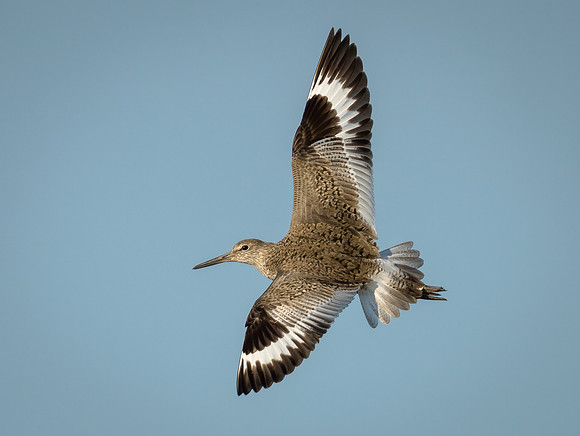 Willet