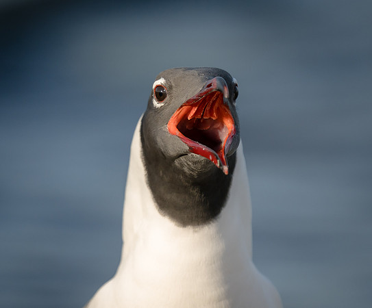 Laughing Gull