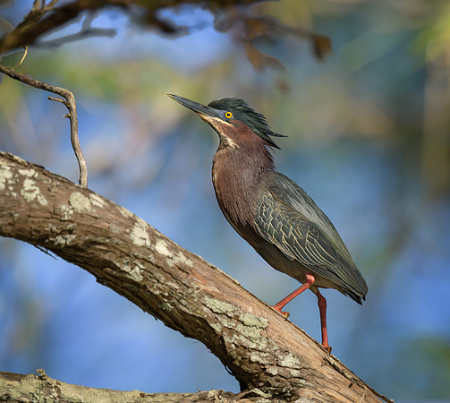 Green Heron
