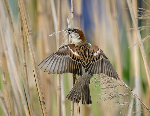 House Sparrow