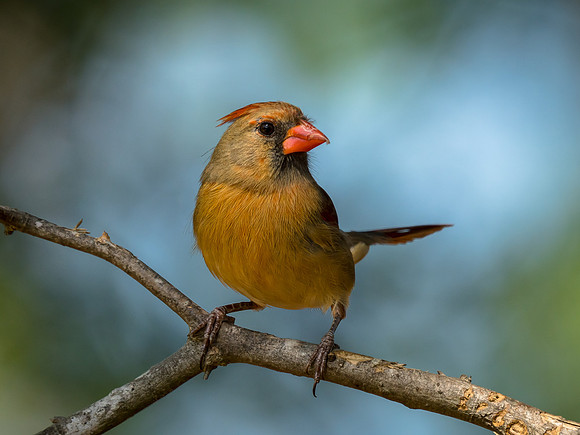 Female Cardinal