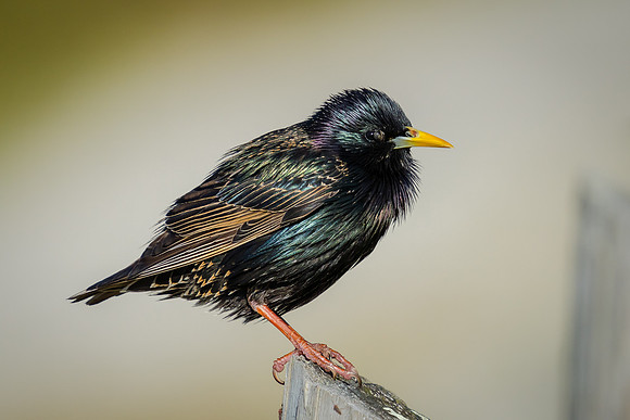 Starling
