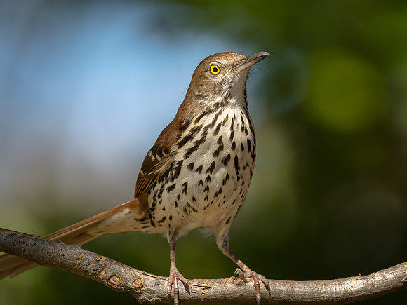 Brown Thrasher