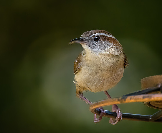 Carolina Wren