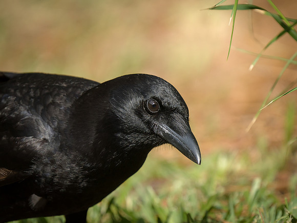 American Crow