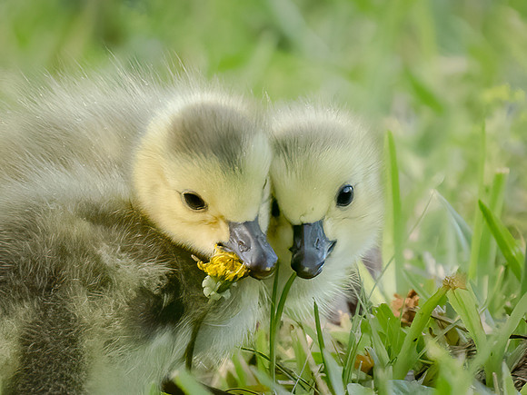 Canada Geese goslings