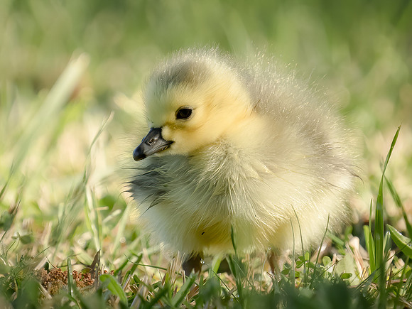 Canada Goose gosling