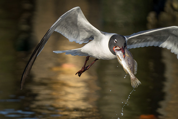 Laughing Gull