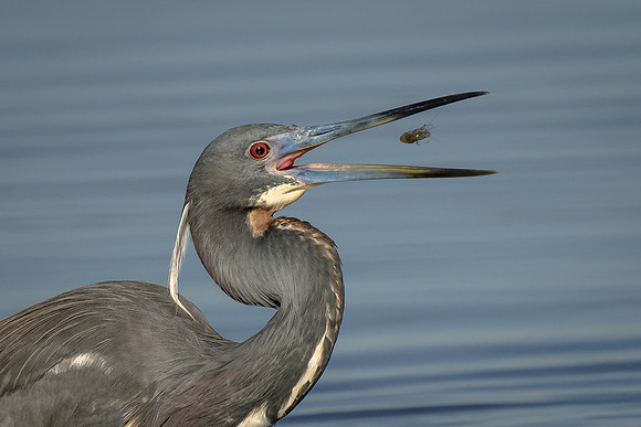 Tricolored Heron